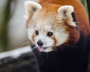 Preview wallpaper red panda, lesser panda, protruding tongue