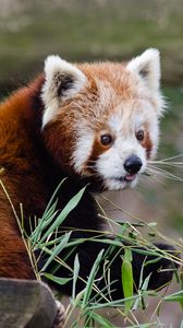 Preview wallpaper red panda, lesser panda, protruding tongue