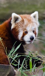 Preview wallpaper red panda, lesser panda, protruding tongue