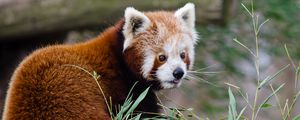 Preview wallpaper red panda, lesser panda, protruding tongue