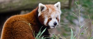 Preview wallpaper red panda, lesser panda, protruding tongue