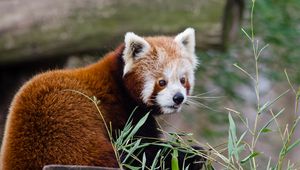 Preview wallpaper red panda, lesser panda, protruding tongue