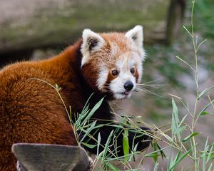 Preview wallpaper red panda, lesser panda, protruding tongue