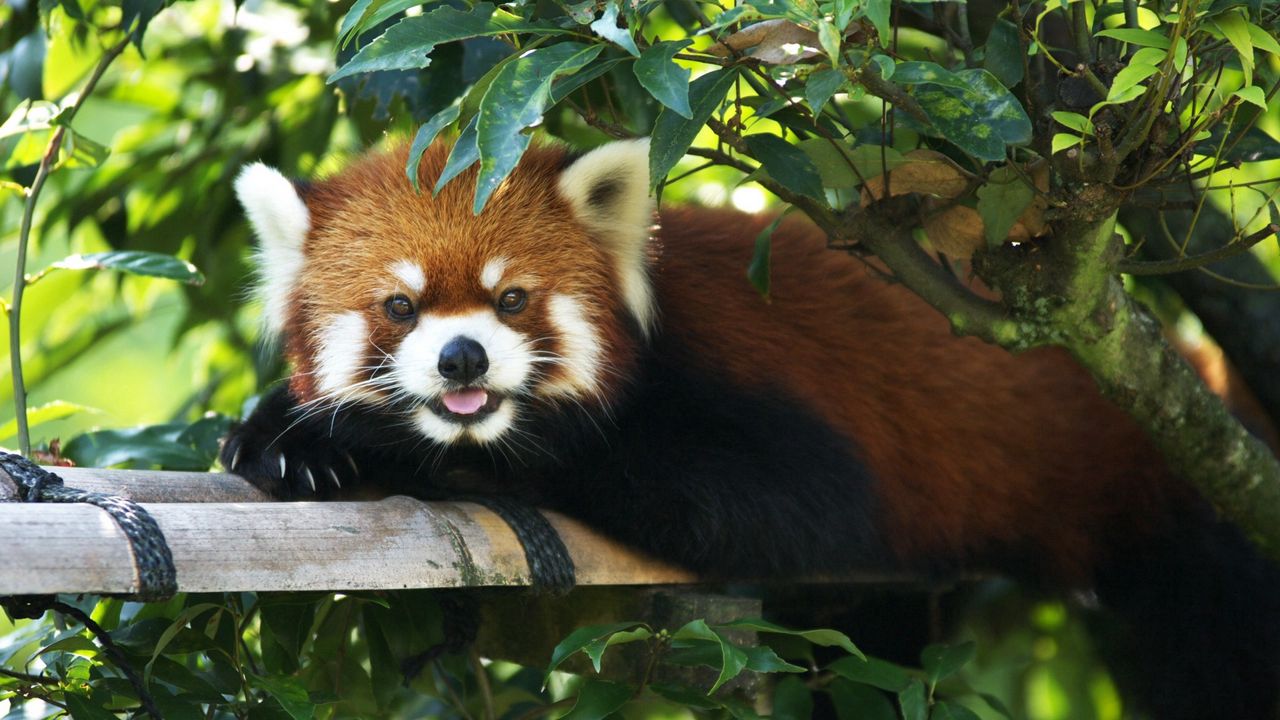 Wallpaper red panda, lie down, tree, branch
