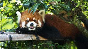 Preview wallpaper red panda, lie down, tree, branch