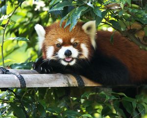 Preview wallpaper red panda, lie down, tree, branch