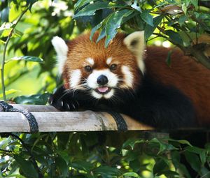Preview wallpaper red panda, lie down, tree, branch