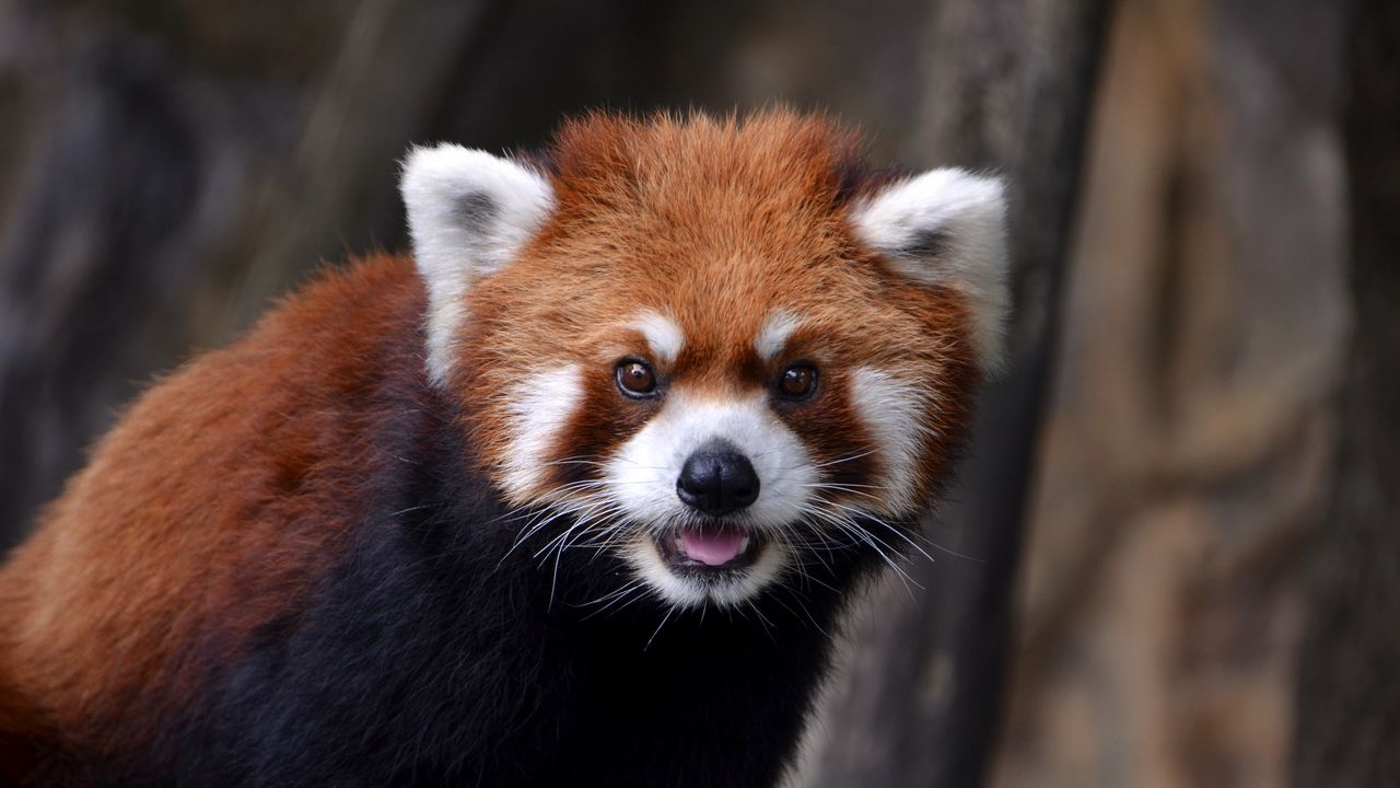 Wallpaper red panda, look, animal