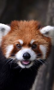 Preview wallpaper red panda, look, animal