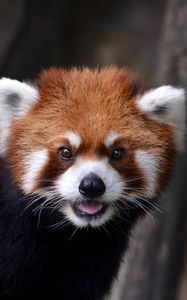 Preview wallpaper red panda, look, animal