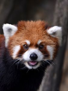 Preview wallpaper red panda, look, animal