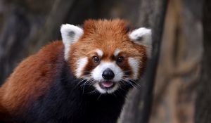 Preview wallpaper red panda, look, animal