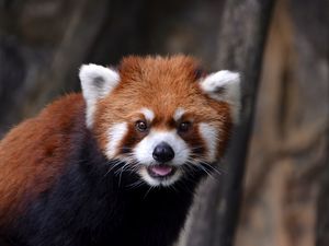 Preview wallpaper red panda, look, animal