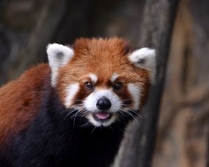 Preview wallpaper red panda, look, animal