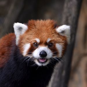 Preview wallpaper red panda, look, animal