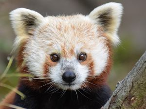 Preview wallpaper red panda, look, nose