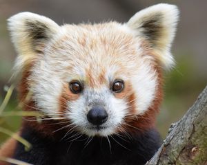Preview wallpaper red panda, look, nose