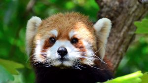 Red panda wallpapers hd, desktop backgrounds, images and pictures