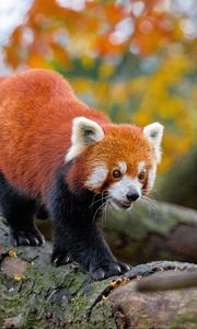 Preview wallpaper red panda, movement, paws, tree, animal