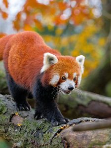 Preview wallpaper red panda, movement, paws, tree, animal