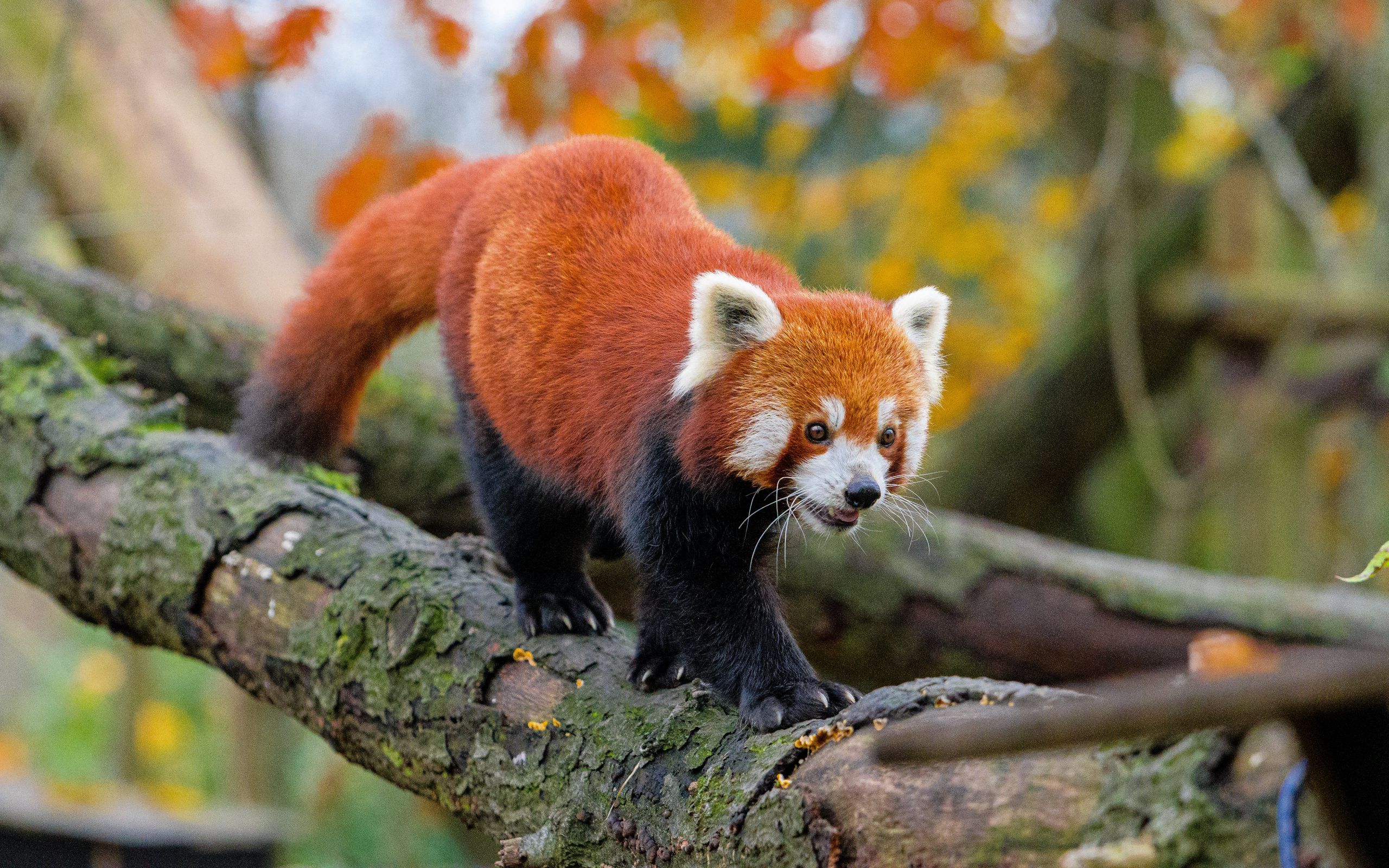 Download wallpaper 2560x1600 red panda, movement, paws, tree, animal ...