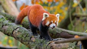 Preview wallpaper red panda, movement, paws, tree, animal