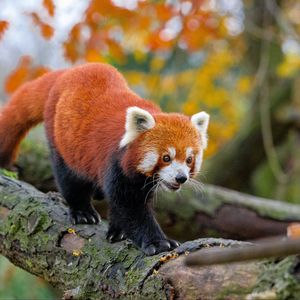 Preview wallpaper red panda, movement, paws, tree, animal