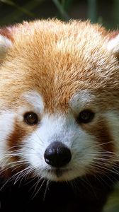 Preview wallpaper red panda, muzzle, fur
