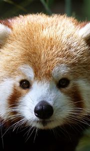 Preview wallpaper red panda, muzzle, fur