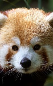 Preview wallpaper red panda, muzzle, fur