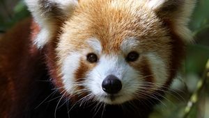 Preview wallpaper red panda, muzzle, fur