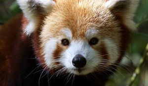 Preview wallpaper red panda, muzzle, fur