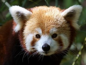 Preview wallpaper red panda, muzzle, fur