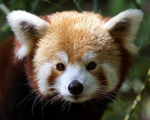 Preview wallpaper red panda, muzzle, fur