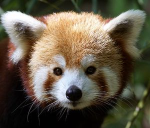Preview wallpaper red panda, muzzle, fur