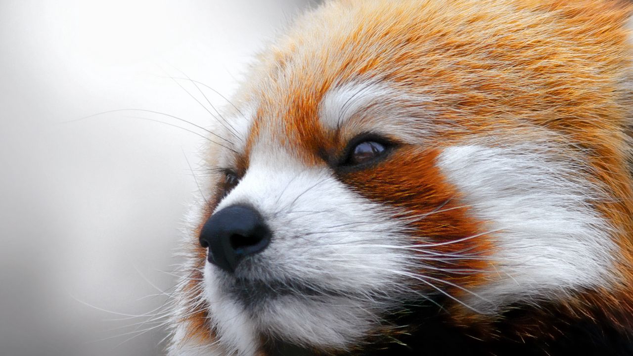 Wallpaper red panda, muzzle, fur