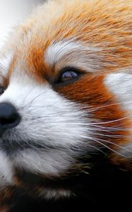 Preview wallpaper red panda, muzzle, fur