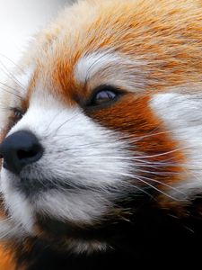 Preview wallpaper red panda, muzzle, fur