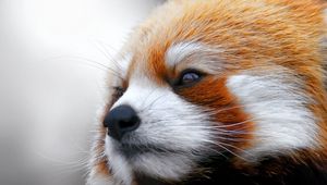 Preview wallpaper red panda, muzzle, fur