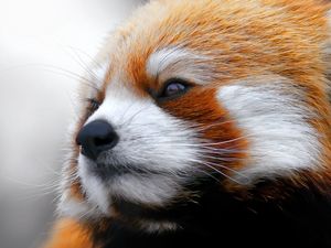 Preview wallpaper red panda, muzzle, fur