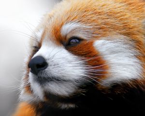 Preview wallpaper red panda, muzzle, fur