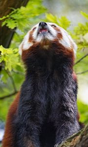 Preview wallpaper red panda, panda, animal, protruding tongue, furry