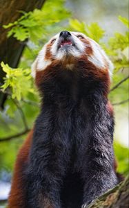 Preview wallpaper red panda, panda, animal, protruding tongue, furry