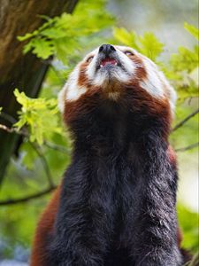 Preview wallpaper red panda, panda, animal, protruding tongue, furry