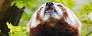 Preview wallpaper red panda, panda, animal, protruding tongue, furry