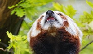 Preview wallpaper red panda, panda, animal, protruding tongue, furry