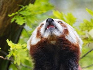 Preview wallpaper red panda, panda, animal, protruding tongue, furry