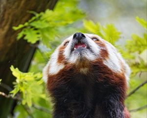 Preview wallpaper red panda, panda, animal, protruding tongue, furry