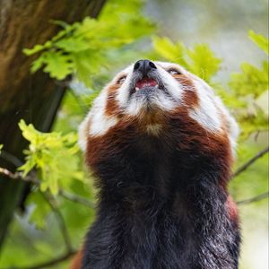 Preview wallpaper red panda, panda, animal, protruding tongue, furry