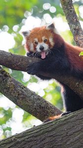 Preview wallpaper red panda, panda, animal, funny, tree